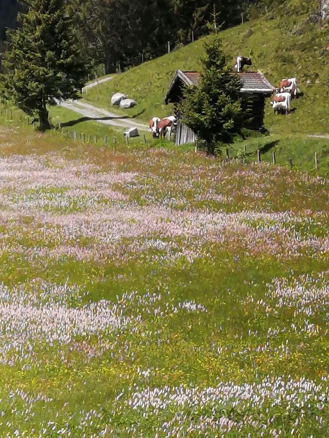 Haus Jessica Incl National Park Sommercard Mittersill Extérieur photo